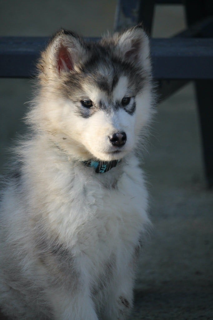 Des Terres d'haïda - Chiots disponibles - Alaskan Malamute