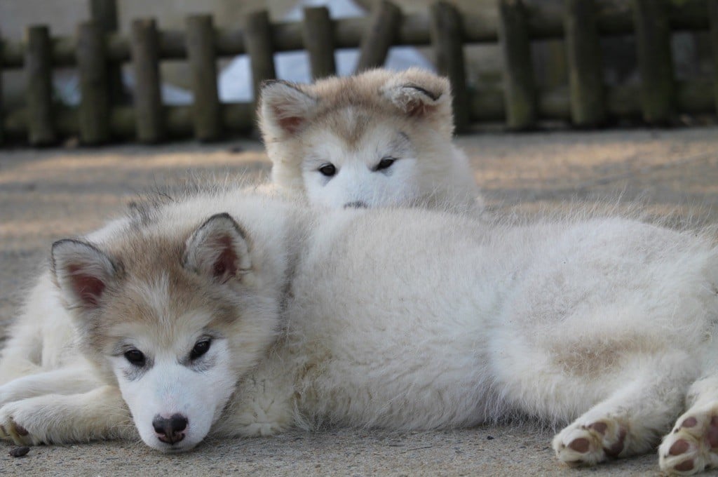 Des Terres d'haïda - Chiots disponibles - Alaskan Malamute