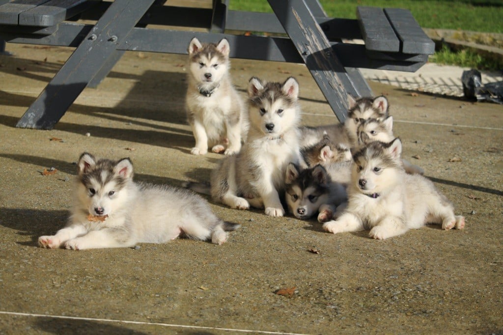 Chiot Alaskan Malamute Des Terres d'haïda