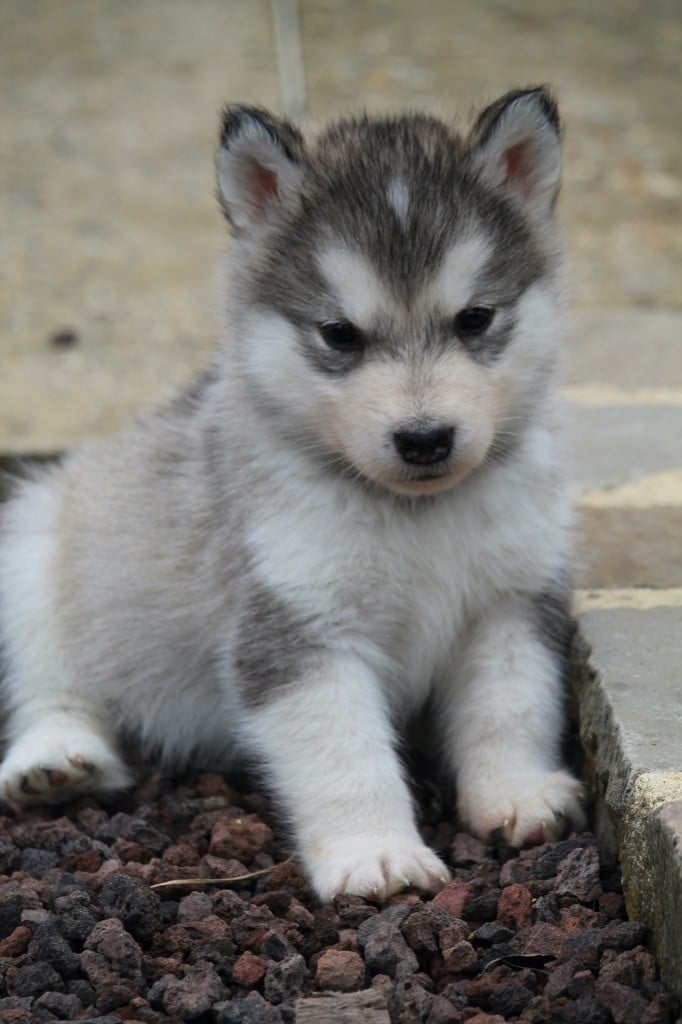 Des Terres d'haïda - Chiots disponibles - Alaskan Malamute