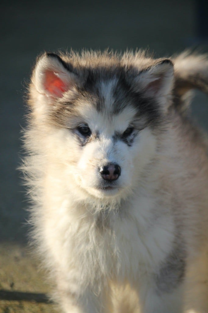 Des Terres d'haïda - Chiots disponibles - Alaskan Malamute