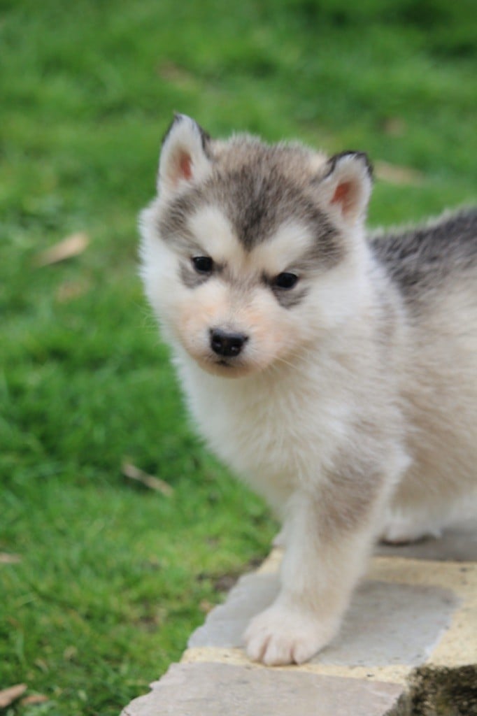 Des Terres d'haïda - Chiots disponibles - Alaskan Malamute