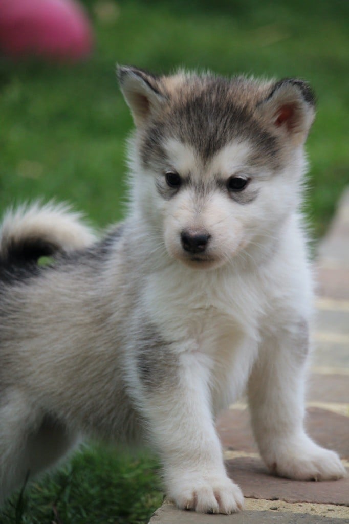 Des Terres d'haïda - Chiots disponibles - Alaskan Malamute