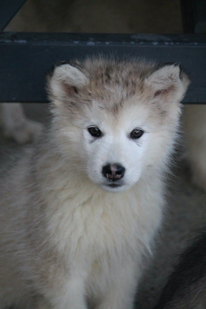 Des Terres d'haïda - Chiots disponibles - Alaskan Malamute