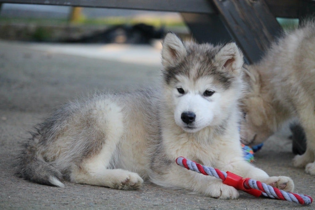 Des Terres d'haïda - Chiots disponibles - Alaskan Malamute