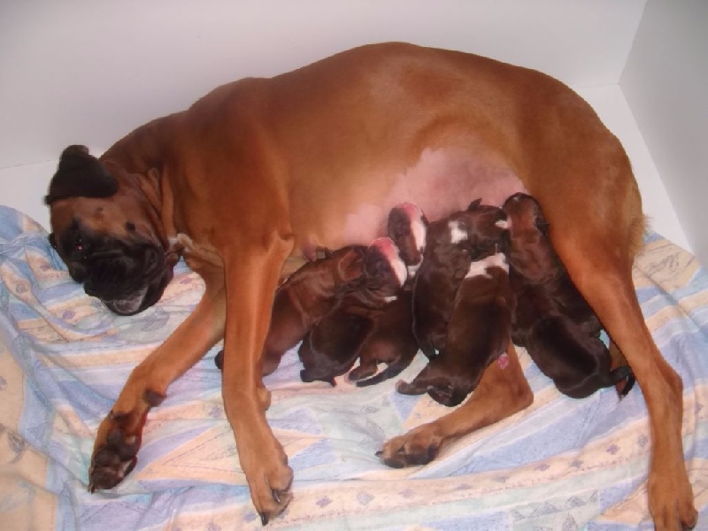 Chiot Boxer Des Anges De La Grande Terre