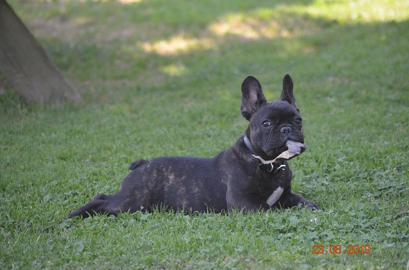 Domaine de Floyd et Louna - Bouledogue français - Portée née le 23/04/2019