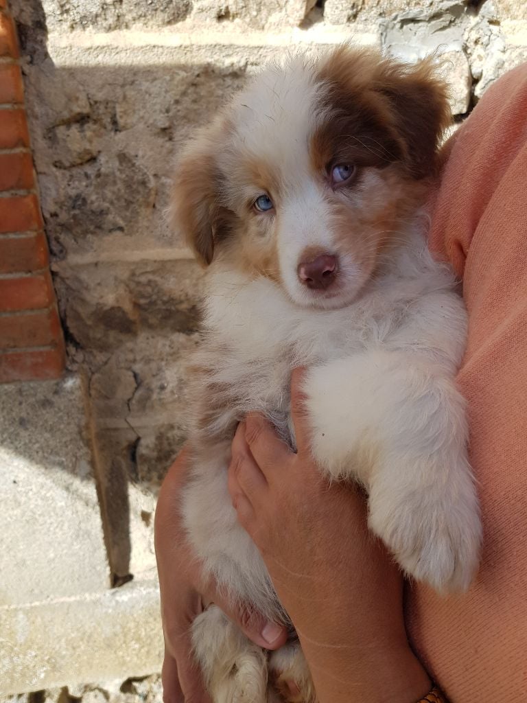 Des Anges Gardiens - Chiots disponibles - Berger Australien