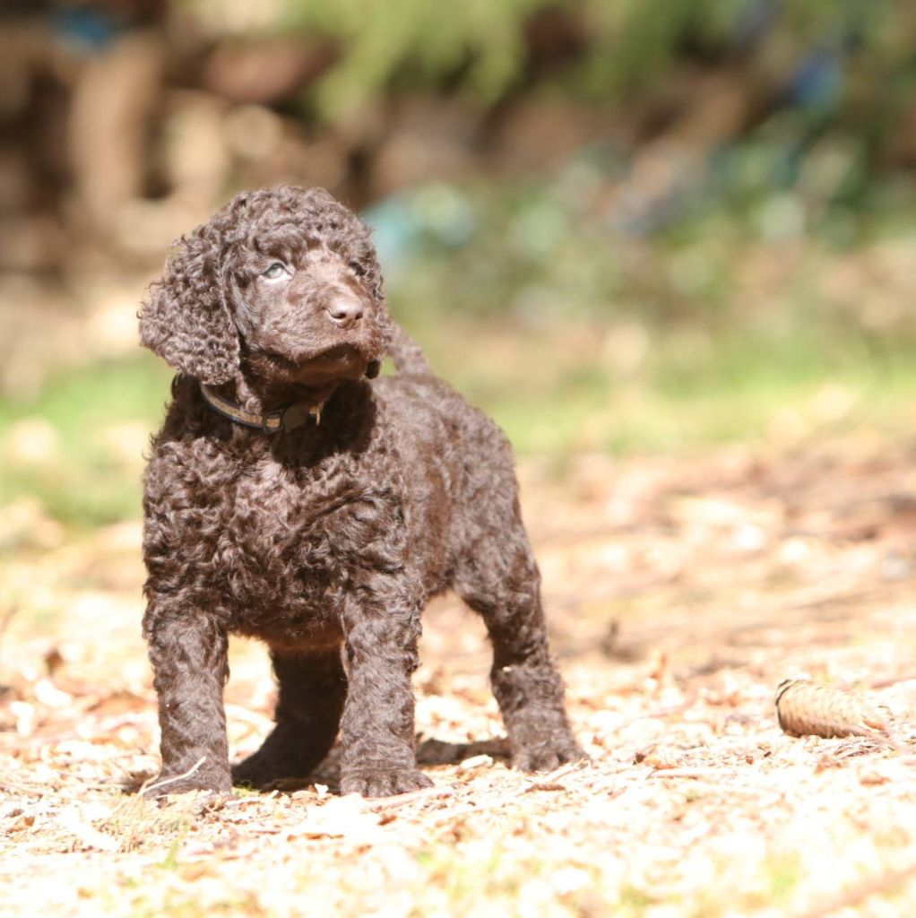 De La Rivière Ouareau - Chiots disponibles - Chien d'eau irlandais