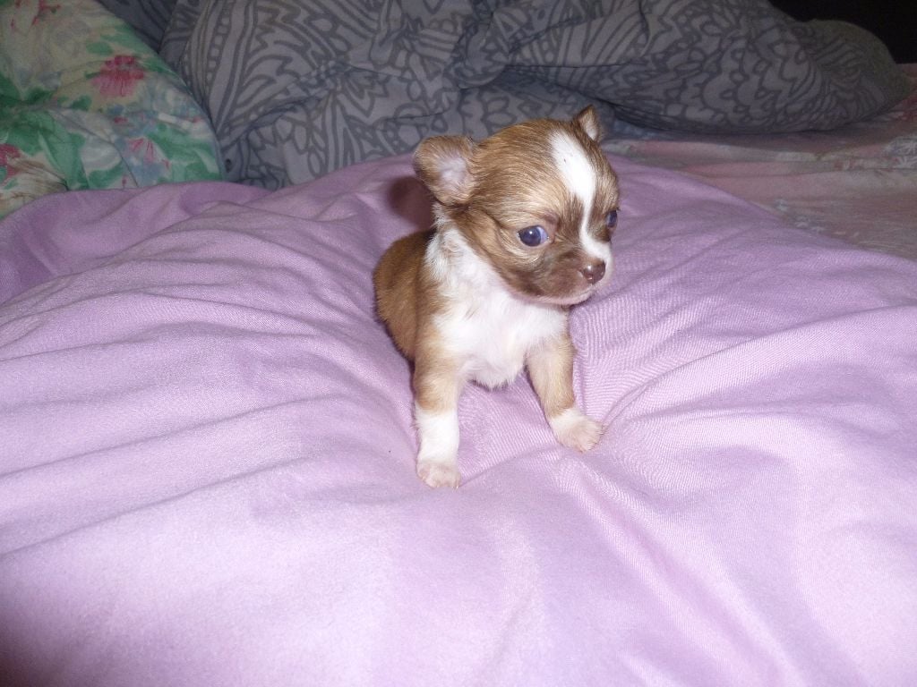 De La Fontaine Au Lait Clair - Chiots disponibles - Chihuahua