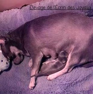 Chiot Chihuahua De L’Ecrin Des Joyaux