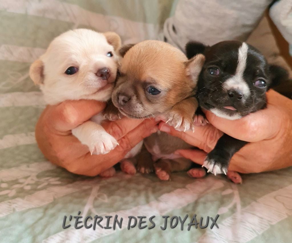 De L’Ecrin Des Joyaux - Chihuahua - Portée née le 11/01/2023