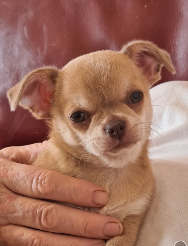 De L’Ecrin Des Joyaux - Chiots disponibles - Chihuahua