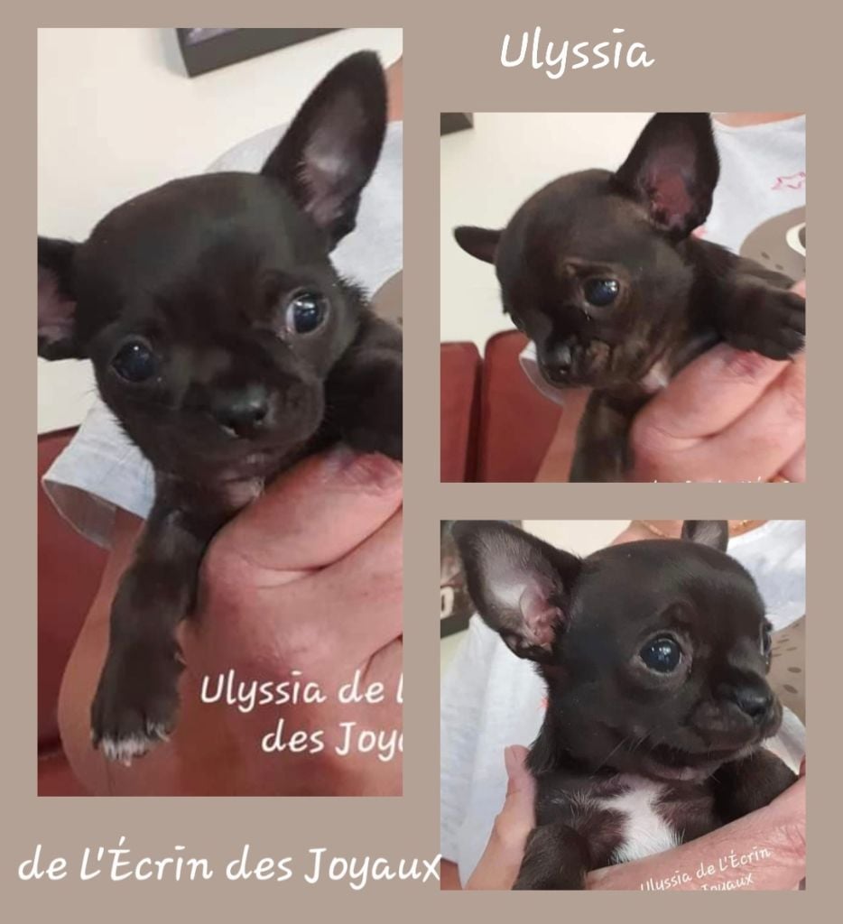 Chiot Chihuahua De L’Ecrin Des Joyaux