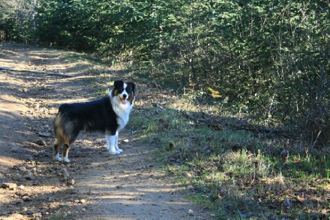 du Bois de Chantalouette - Jepson 11 mois