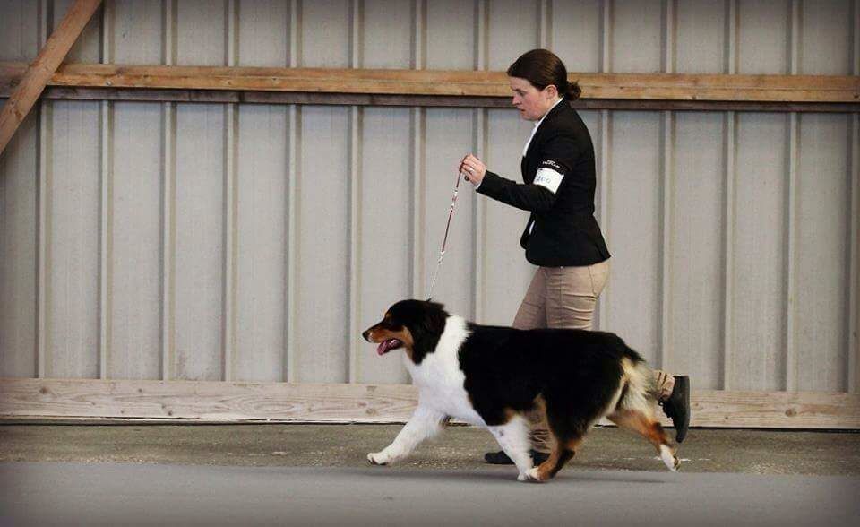 du Bois de Chantalouette - Expositions canines