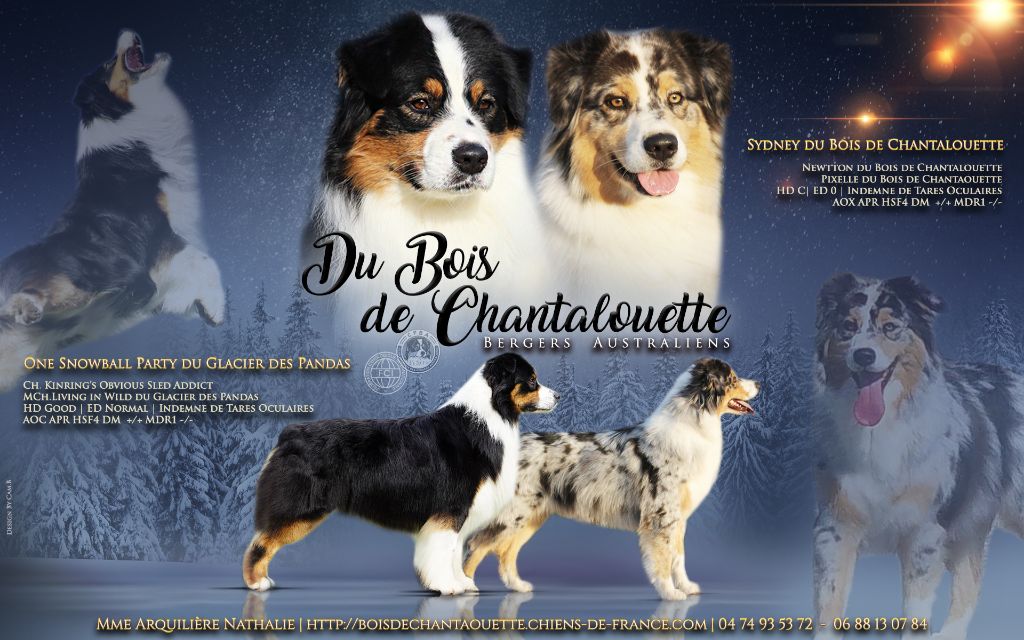 du Bois de Chantalouette - Gestation confirmée !!