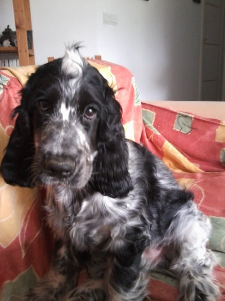 Chiot Cocker Spaniel Anglais de La Jaïsinia