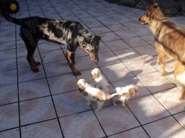 des Joyaux d'Alésia - Cavalier King Charles Spaniel - Portée née le 11/04/2014