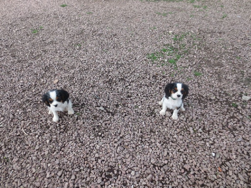 des Joyaux d'Alésia - Cavalier King Charles Spaniel - Portée née le 26/01/2015