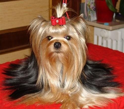 Chiot Yorkshire Terrier Du clos des bleuettes