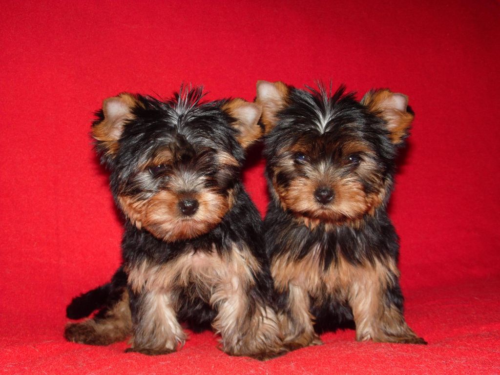 Chiot Yorkshire Terrier Du clos des bleuettes