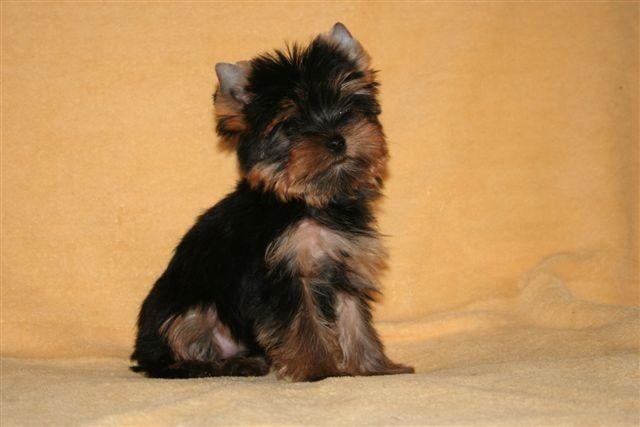 Chiot Yorkshire Terrier Du clos des bleuettes