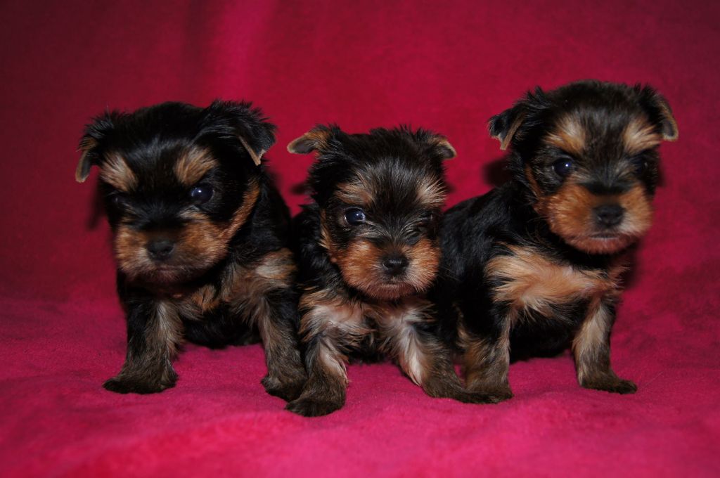 Chiot Yorkshire Terrier Du clos des bleuettes