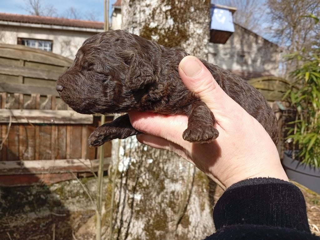 de Norimatys - Chiots disponibles - Chien d'eau espagnol