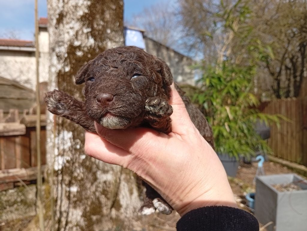 de Norimatys - Chiots disponibles - Chien d'eau espagnol