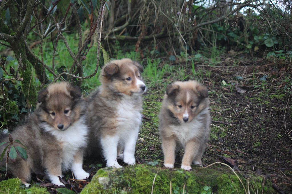 Chiot Shetland Sheepdog De goazilec