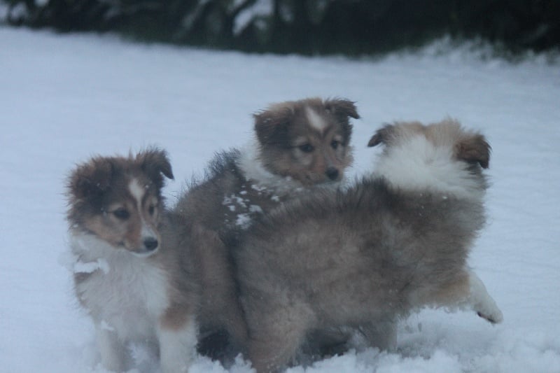 Chiot Shetland Sheepdog De goazilec