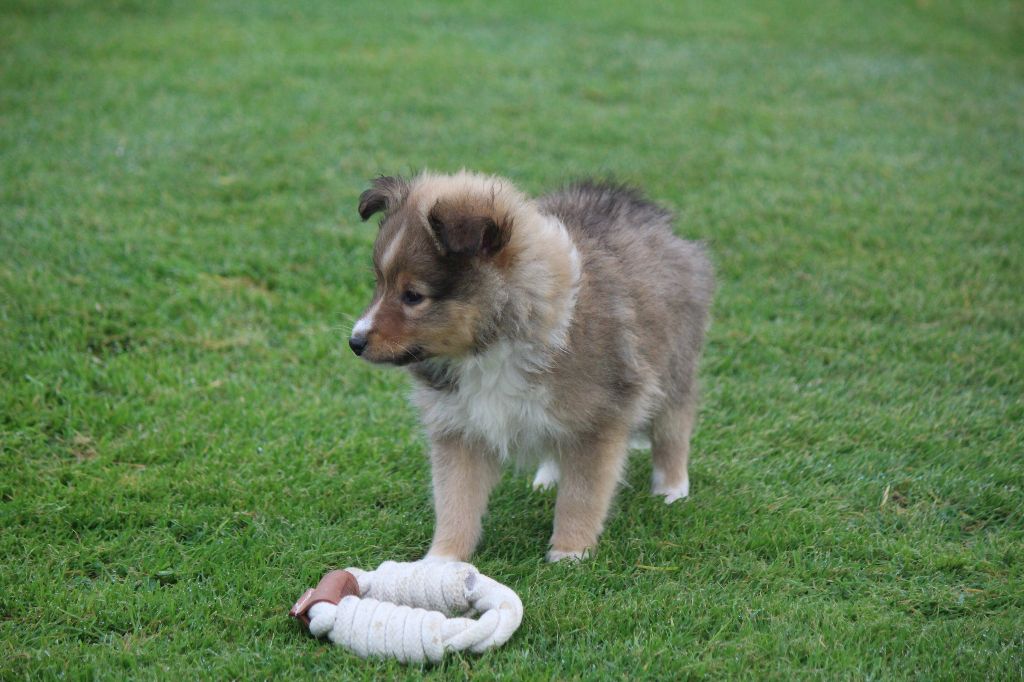 De goazilec - Chiots disponibles - Shetland Sheepdog