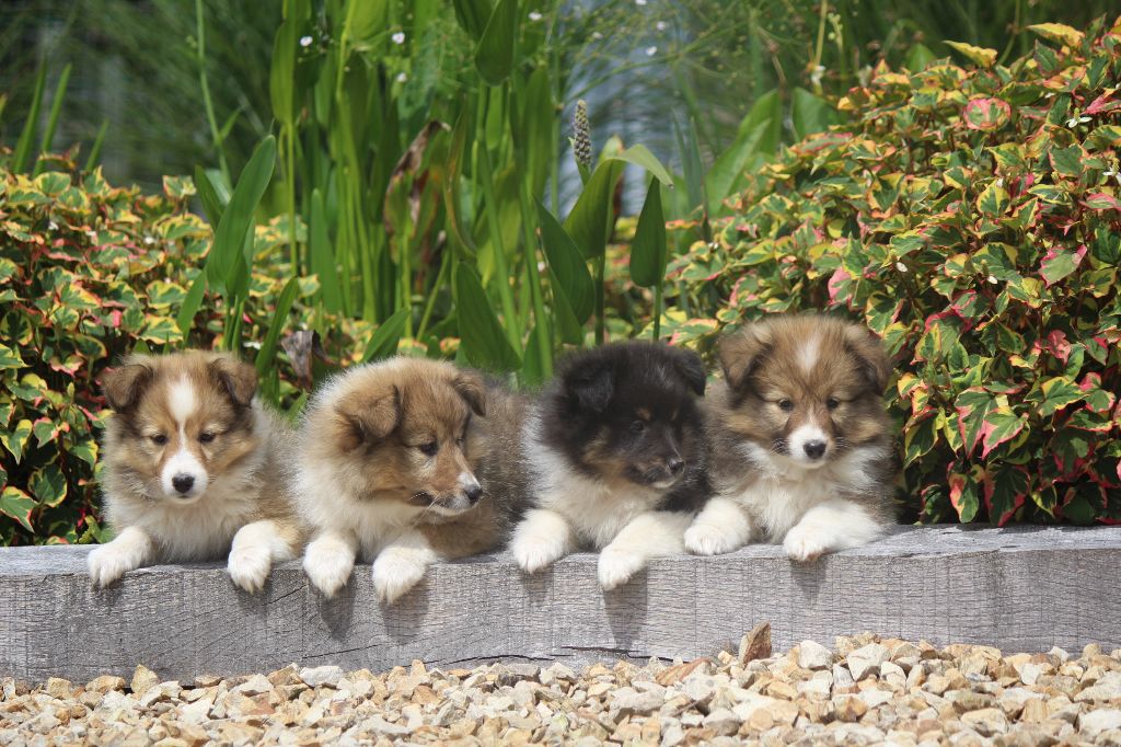 Chiot Shetland Sheepdog De goazilec