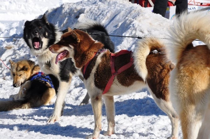 CHIOTS ESQUIMAUX DU GROENLAND