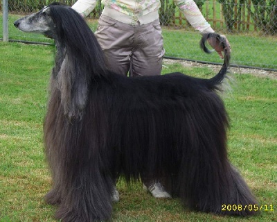 d'Hezaradjah - BEST IN SHOW pour notre Multi Champion en mai 2008 ...