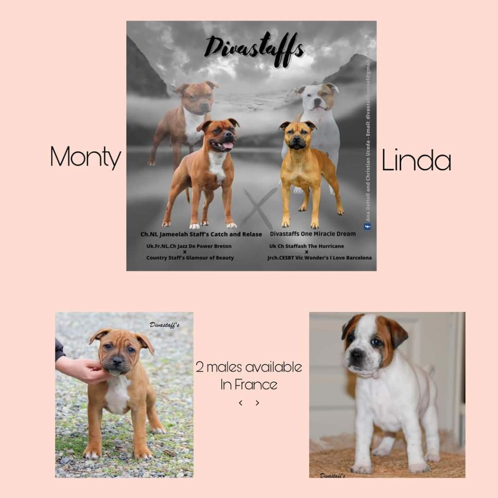 Divastaffs - Tous les bébés ont trouvé leur famille de la portée Linda et Monty