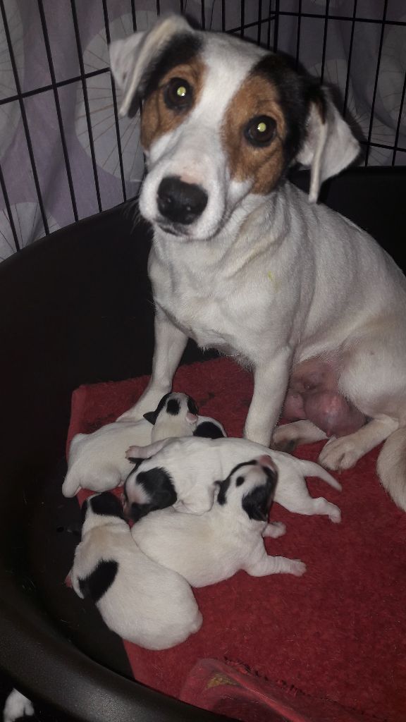 De La P'tite Malice - Jack Russell Terrier - Portée née le 20/03/2018