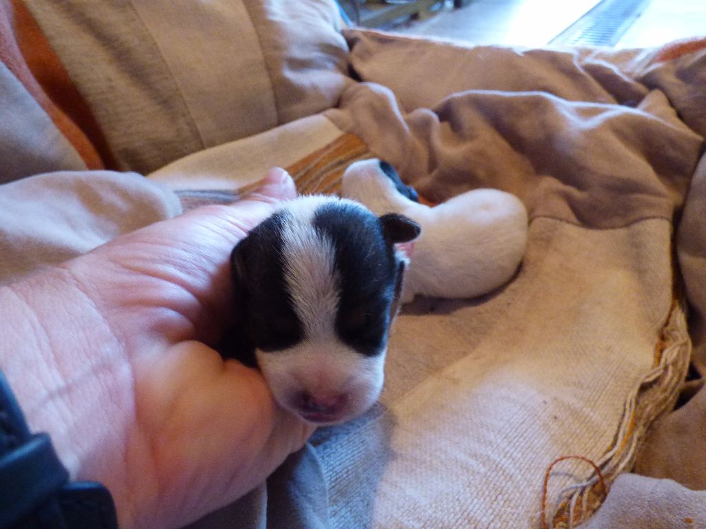 De La P'tite Malice - Jack Russell Terrier - Portée née le 04/06/2017