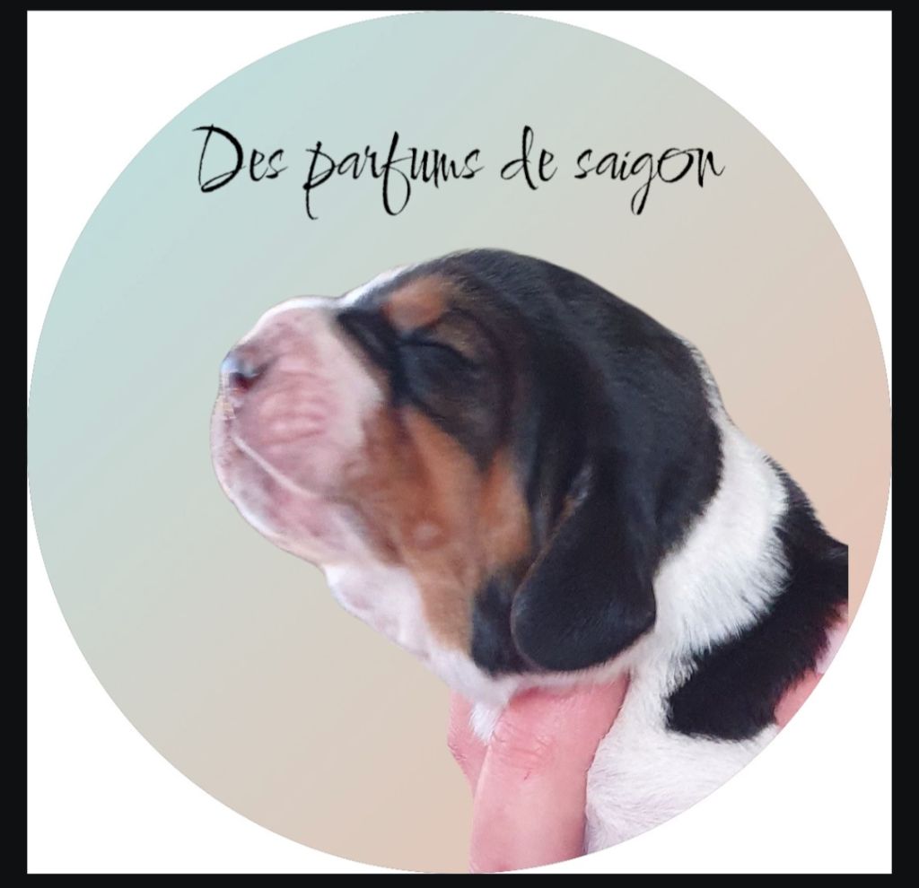 Des Parfums De Saigon - Chiots disponibles - Basset Hound