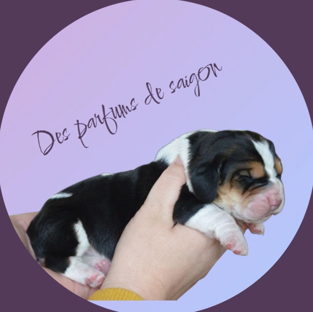 Des Parfums De Saigon - Chiots disponibles - Basset Hound