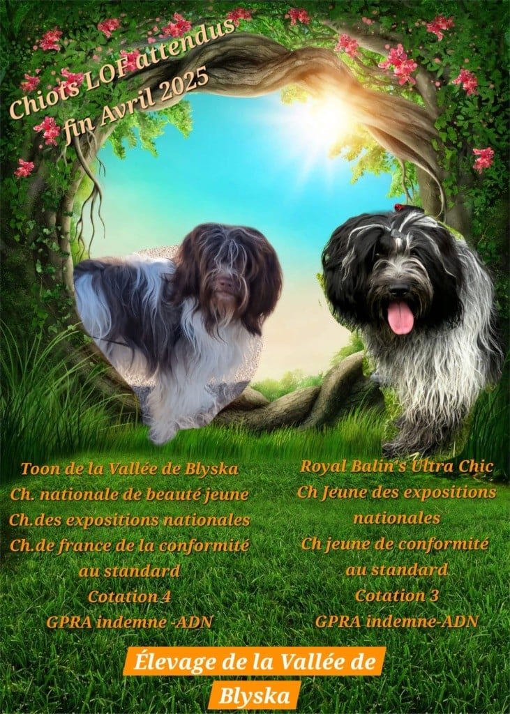 CHIOTS PRÉVUE VERS LE 23 AVRIL