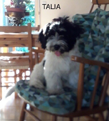 TALIA