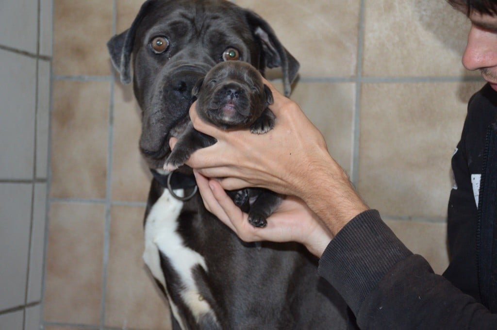 Chiot Cane Corso du Chateau de Vergezac