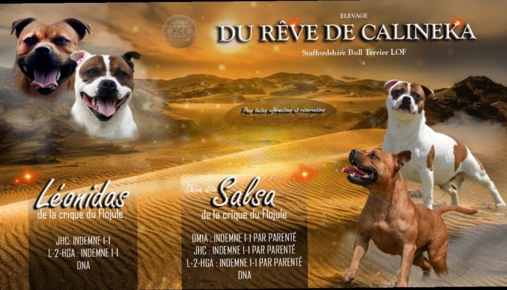 Du Rêve De Calineka - Staffordshire Bull Terrier - Portée née le 18/08/2024