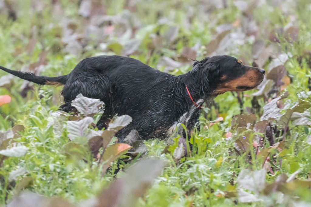 BILAN FIELD D'AUTOMNE