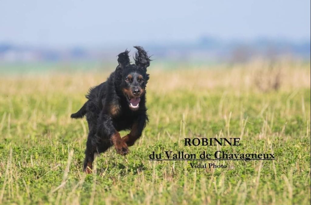 CLASSEMENT POUR ROBINNE