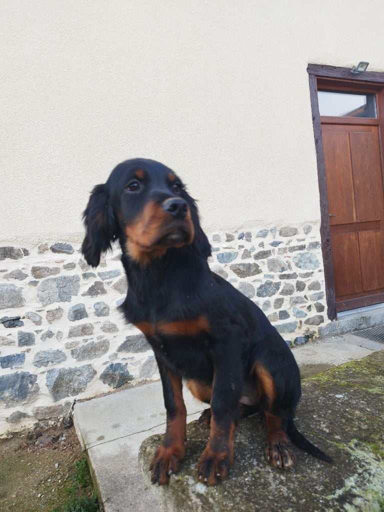 Du Vallon De Chavagneux - CHIOT DISPONIBLE 