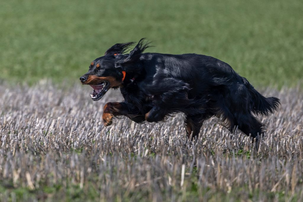 Du Vallon De Chavagneux - CHAMPION DE RACE