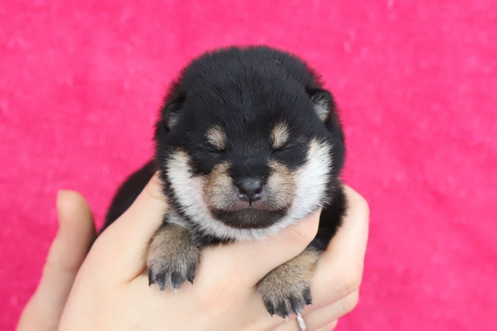 De Matatizo Hakuna - Chiots disponibles - Shiba